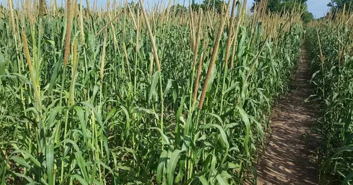 Photo of a corn field